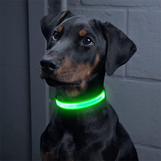 Colliers lumineux pour chiens