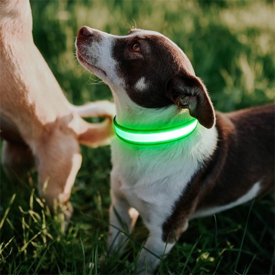 Colliers lumineux pour chiens