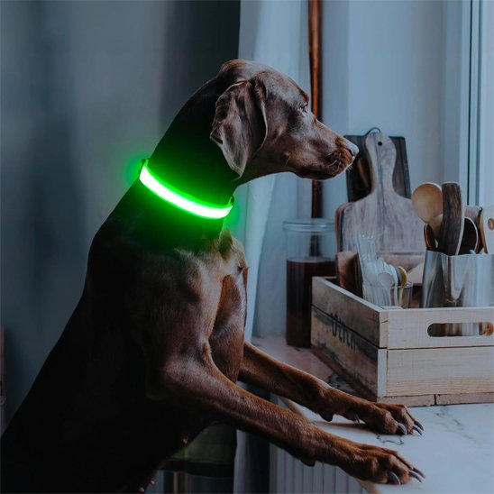 Colliers lumineux pour chiens