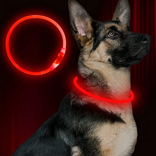 Collier lumineux chien | Visibilité 500m