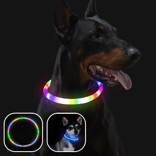 Collier lumineux chien 