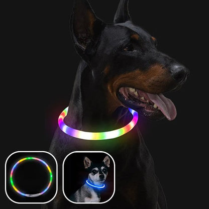 Collier lumineux chien 