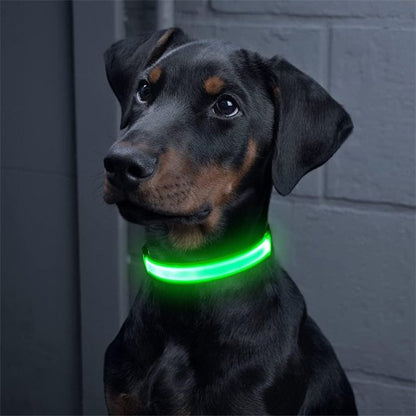 Colliers lumineux pour chiens