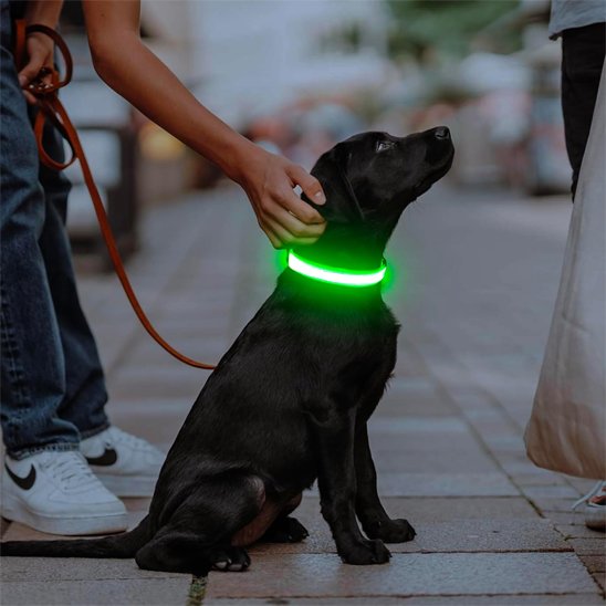 Colliers lumineux pour chiens