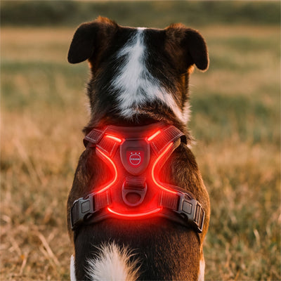Harnais Lumineux Chien | SafeGlow