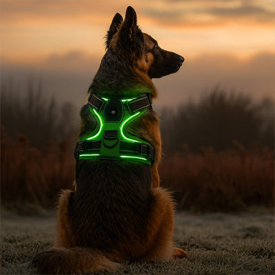 Harnais Lumineux Chien | SafeGlow