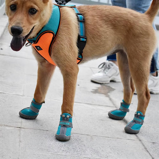 Chaussures pour chien