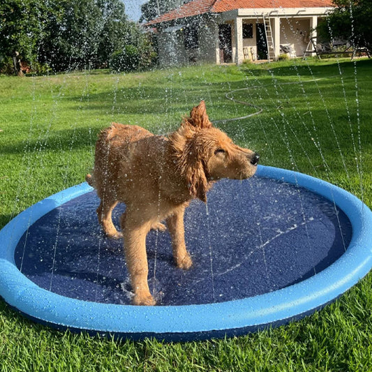 piscine pour chien