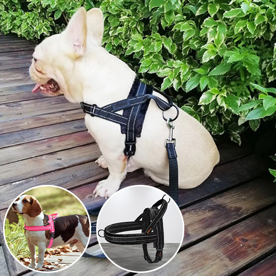 Harnais pour chien