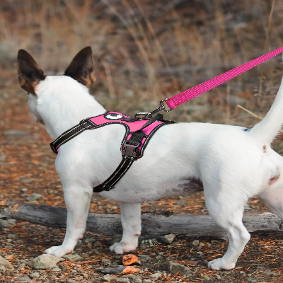 Collier Chien - DogsHarnessCollar™ - Rose