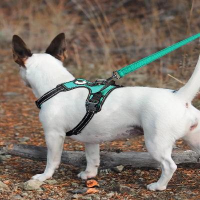 Collier Chien - DogsHarnessCollar™ - Cyan